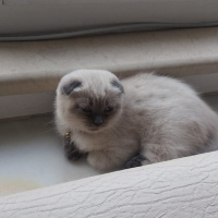 Scottish Fold, Kedi  Mayın fotoğrafı