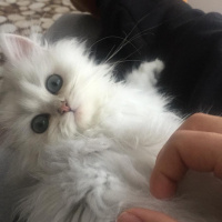 Chinchilla, Kedi  Melo fotoğrafı