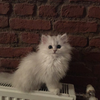 Chinchilla, Kedi  Melo fotoğrafı