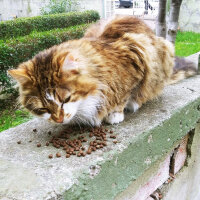 Sibirya Kedisi, Kedi  Pofuduk fotoğrafı