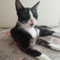 Tekir Kedi, Kedi  Poppy fotoğrafı
