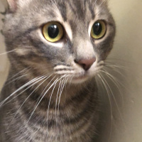 Tekir Kedi, Kedi  Duman fotoğrafı