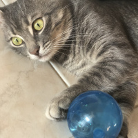 Tekir Kedi, Kedi  Duman fotoğrafı