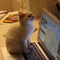 Tekir Kedi, Kedi  Lafa fotoğrafı