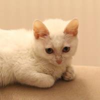 Tekir Kedi, Kedi  Lafa fotoğrafı