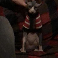 Sphynx, Kedi  OG fotoğrafı