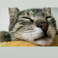 Tekir Kedi, Kedi  Turta fotoğrafı
