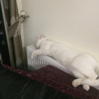 Ankara Kedisi, Kedi  Fıstık fotoğrafı