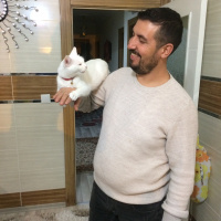 Ankara Kedisi, Kedi  Fıstık fotoğrafı