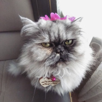 İran Kedisi (Persian), Kedi  Dayday fotoğrafı
