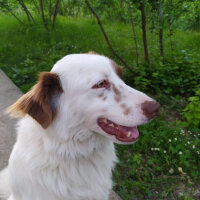 Border Collie, Köpek  Paşa fotoğrafı