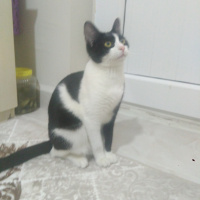 Tekir Kedi, Kedi  Gofret fotoğrafı