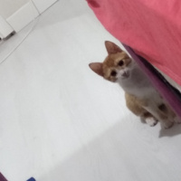 Sarman, Kedi  Cösi fotoğrafı