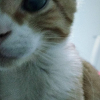 Sarman, Kedi  Cösi fotoğrafı