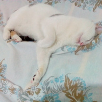 Tekir Kedi, Kedi  Cesur fotoğrafı