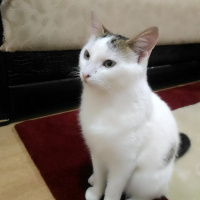Tekir Kedi, Kedi  Cesur fotoğrafı
