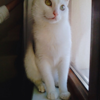 Tekir Kedi, Kedi  Cesur fotoğrafı