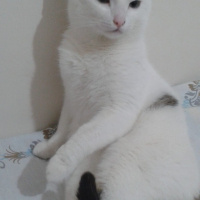 Tekir Kedi, Kedi  Cesur fotoğrafı
