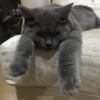 British Shorthair, Kedi  Duman fotoğrafı