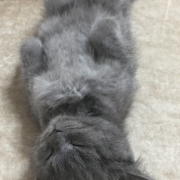 British Shorthair, Kedi  Duman fotoğrafı