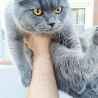 British Shorthair, Kedi  Duman fotoğrafı