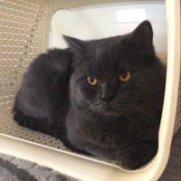 British Shorthair, Kedi  Duman fotoğrafı
