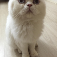 Chinchilla, Kedi  Şuşa fotoğrafı