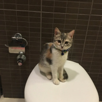 Tekir Kedi, Kedi  Misscat Leyla fotoğrafı