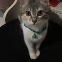 Tekir Kedi, Kedi  Misscat Leyla fotoğrafı