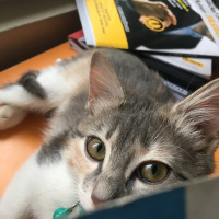 Tekir Kedi, Kedi  Misscat Leyla fotoğrafı