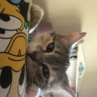 Tekir Kedi, Kedi  Misscat Leyla fotoğrafı
