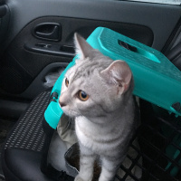 British Shorthair, Kedi  Gümüş fotoğrafı