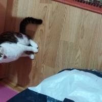 Tekir Kedi, Kedi  eylül fotoğrafı