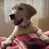 Golden Retriever, Köpek  Odin fotoğrafı