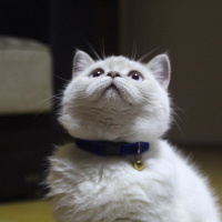 British Shorthair, Kedi  Sütlaç fotoğrafı