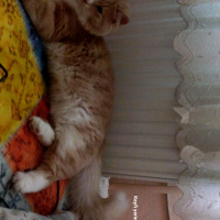 Norwegian Forest, Kedi  miyu fotoğrafı