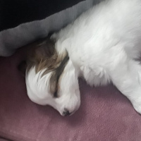 Maltese, Köpek  Deepsea fotoğrafı