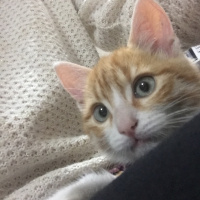 Tekir Kedi, Kedi  Şans fotoğrafı