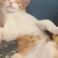 Tekir Kedi, Kedi  Şans fotoğrafı