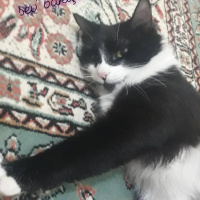 Tuxedo (Smokin) Kedi, Kedi  Gipsy fotoğrafı