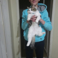 Chinchilla, Kedi  Adam fotoğrafı