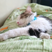Chinchilla, Kedi  Adam fotoğrafı