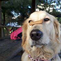 Golden Retriever, Köpek  HERA fotoğrafı