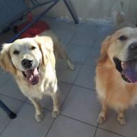 Golden Retriever, Köpek  HERA fotoğrafı