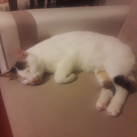 Tekir Kedi, Kedi  Maya fotoğrafı