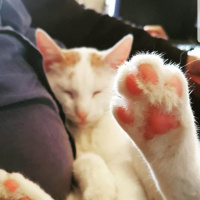 Van Kedisi, Kedi  Prenses fotoğrafı