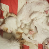 Van Kedisi, Kedi  Prenses fotoğrafı