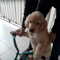 Golden Retriever, Köpek  Pati fotoğrafı
