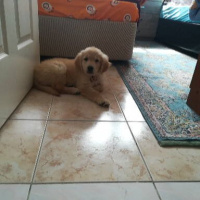 Golden Retriever, Köpek  Pati fotoğrafı