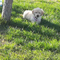 Golden Retriever, Köpek  Pati fotoğrafı